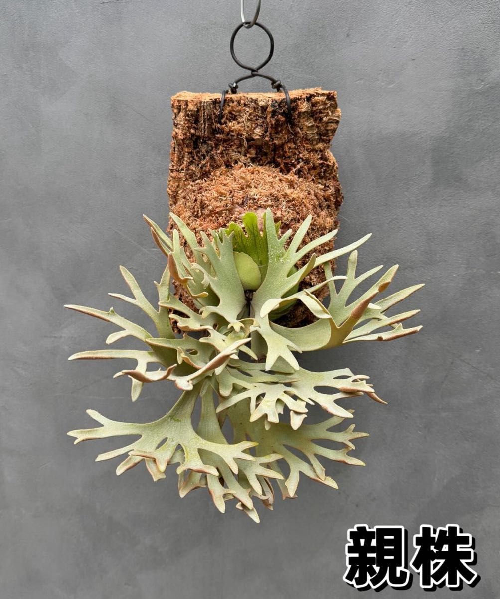 ビカクシダ willinckii Golden Boy sporeling 金童|Yahoo ビカクシダ willinckii Golden Boy sporeling 金童|Yahoo
