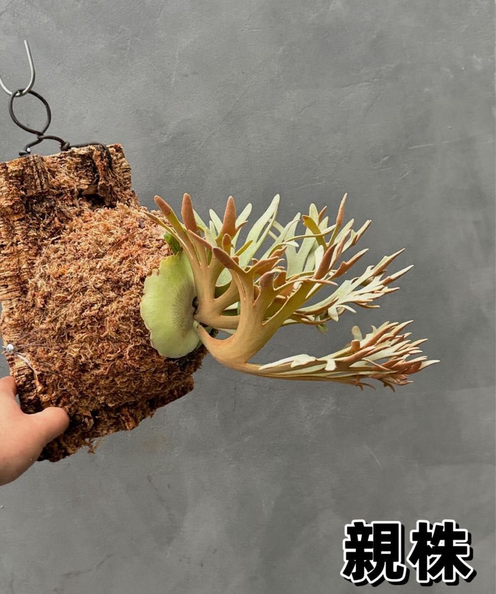 ビカクシダ willinckii Golden Boy sporeling 金童|Yahoo ビカクシダ willinckii Golden Boy sporeling 金童|Yahoo
