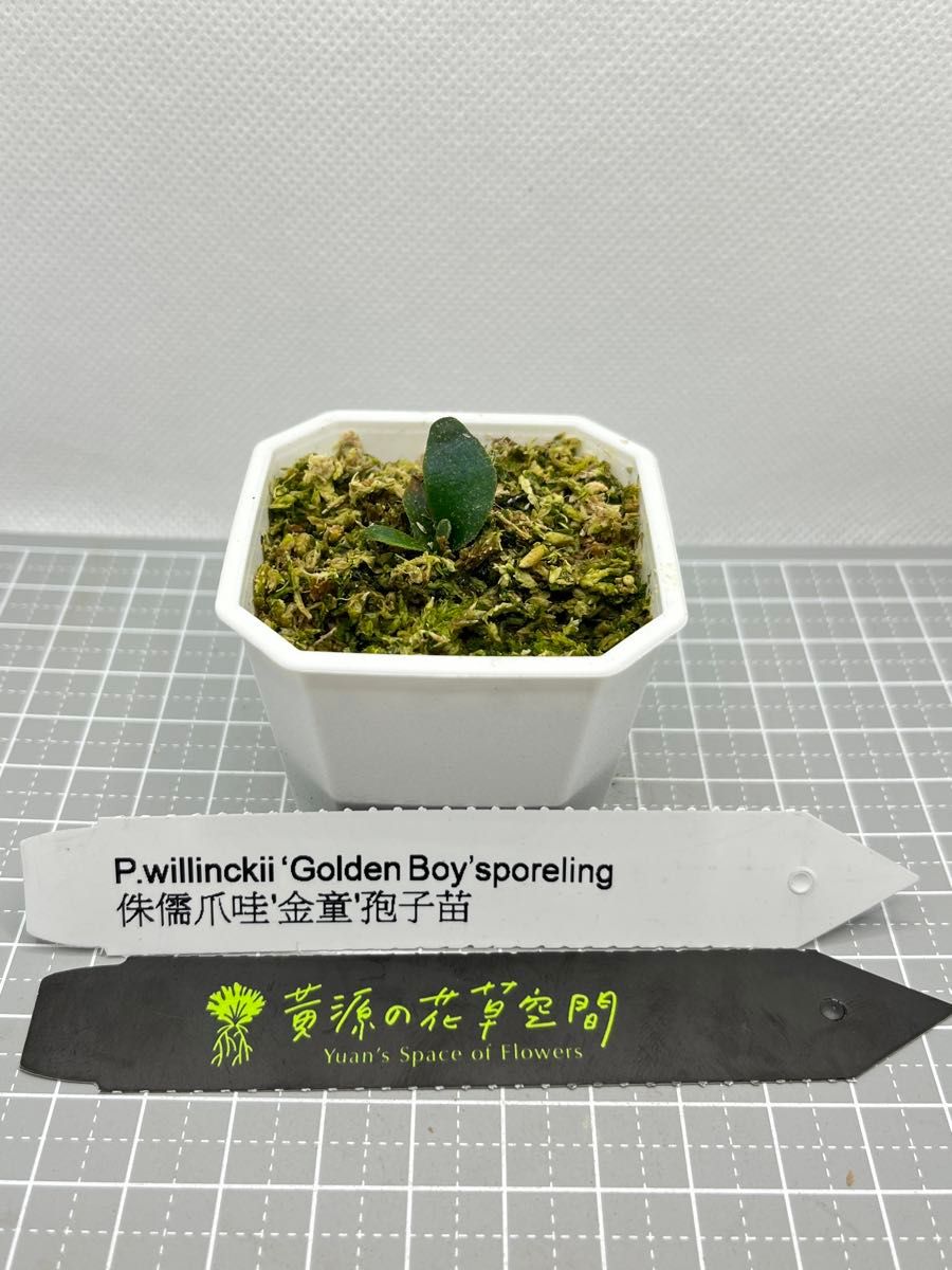ビカクシダ willinckii Golden Boy sporeling 金童|Yahoo ビカクシダ willinckii Golden Boy sporeling 金童|Yahoo