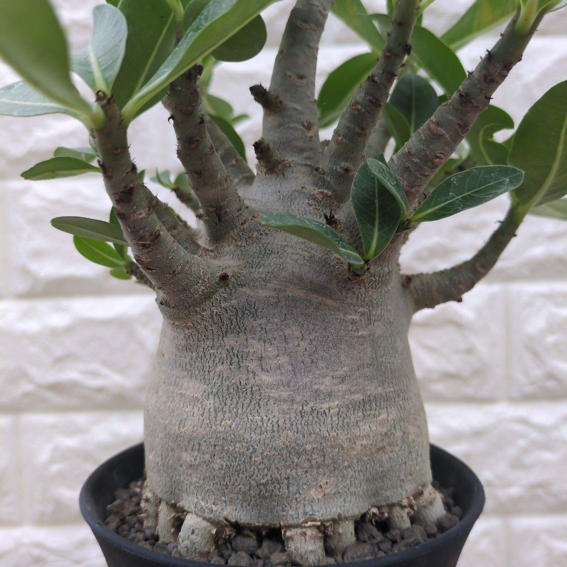 x アデニウム ドワーフ 塊根植物 コーデックス アラビクム x アデニウム ドワーフ 塊根植物 コーデックス アラビクム