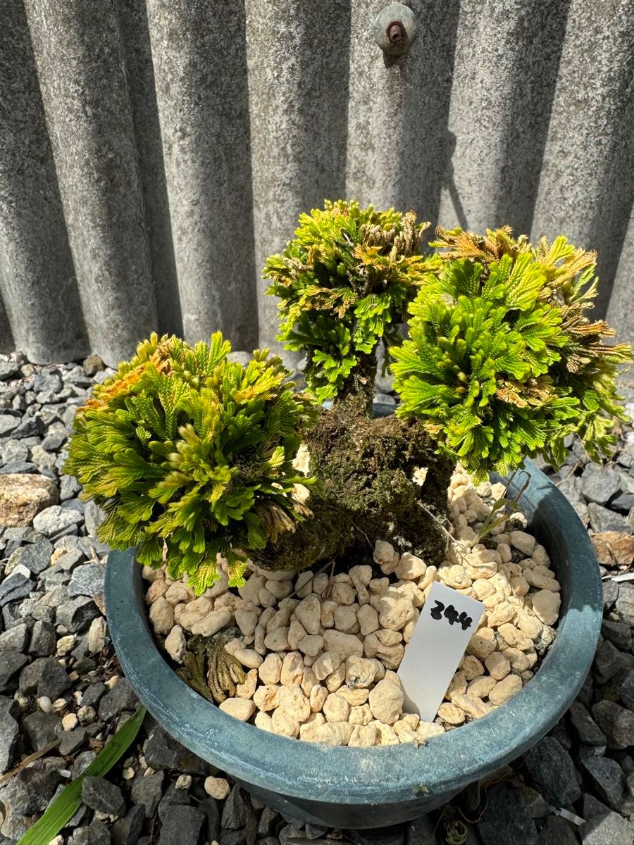 岩松 イワヒバ 岩ヒバ 盆栽 山野草 高山植物 344|Yahoo!フリマ 岩松 イワヒバ 岩ヒバ 盆栽 山野草 高山植物 344|Yahoo!フリマ