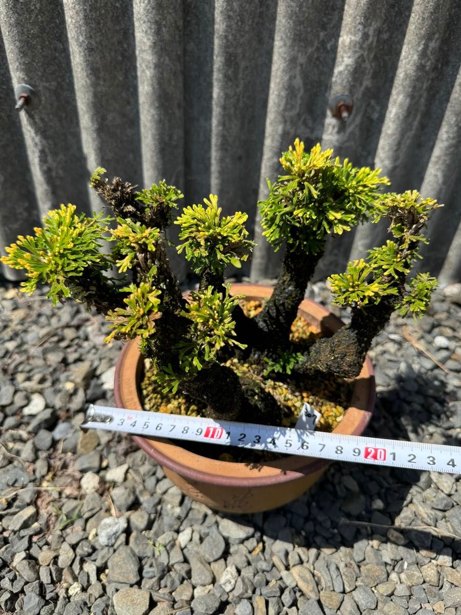 25年物 岩松 イワヒバ 岩ヒバ 盆栽 山野草 高山植物 307② 25年物 岩松 イワヒバ 岩ヒバ 盆栽 山野草 高山植物 307②