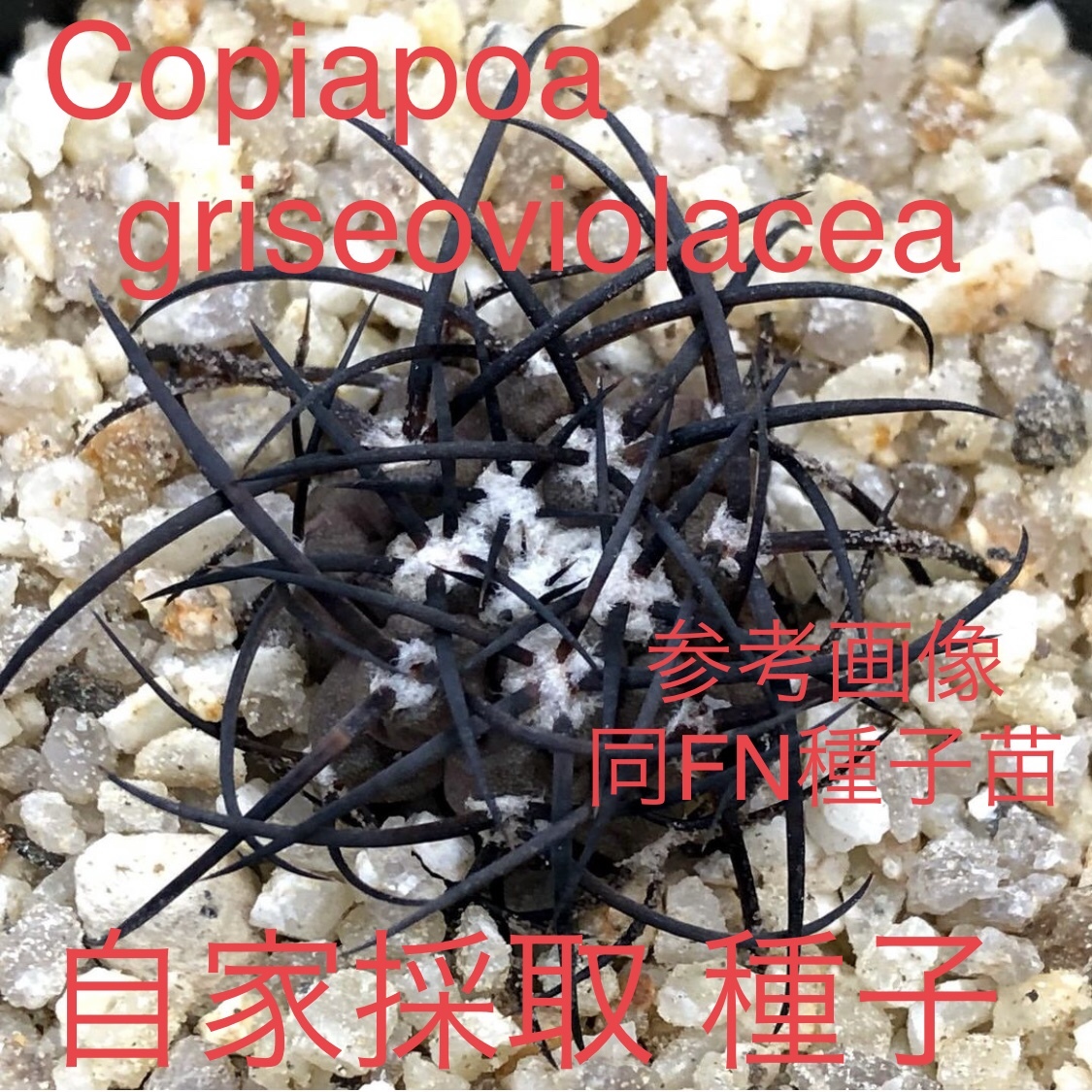 ① 自家採取種子 10粒 コピアポア グリセオビオラセア Copiapoa ① 自家採取種子 10粒 コピアポア グリセオビオラセア Copiapoa
