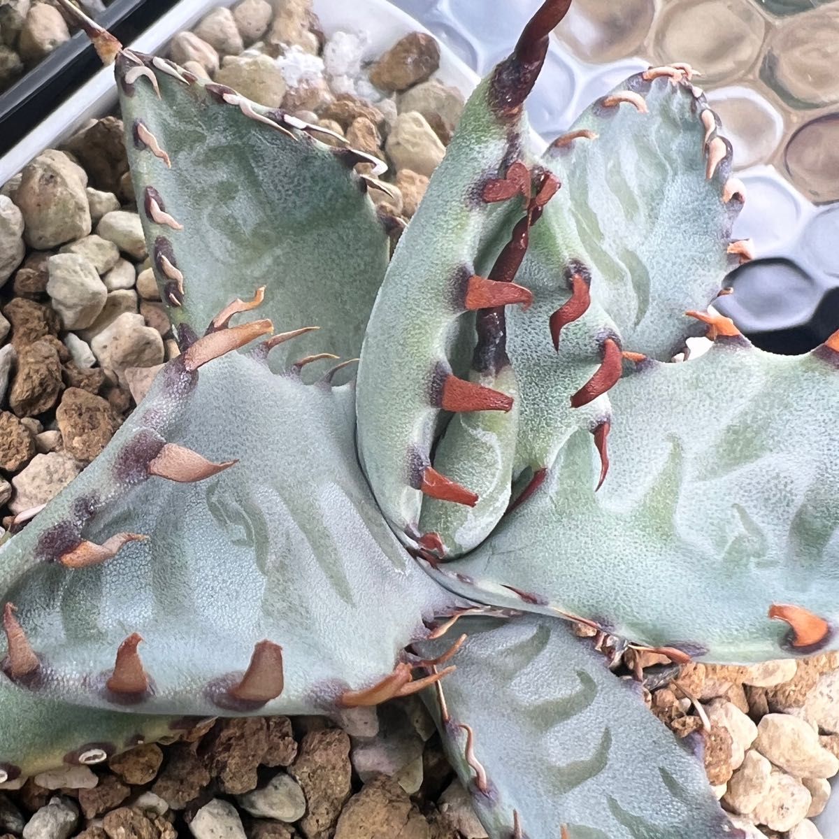 子株】アガベ ゼブラ スクエアトゥース agave zebra square 子株】アガベ ゼブラ スクエアトゥース agave zebra square
