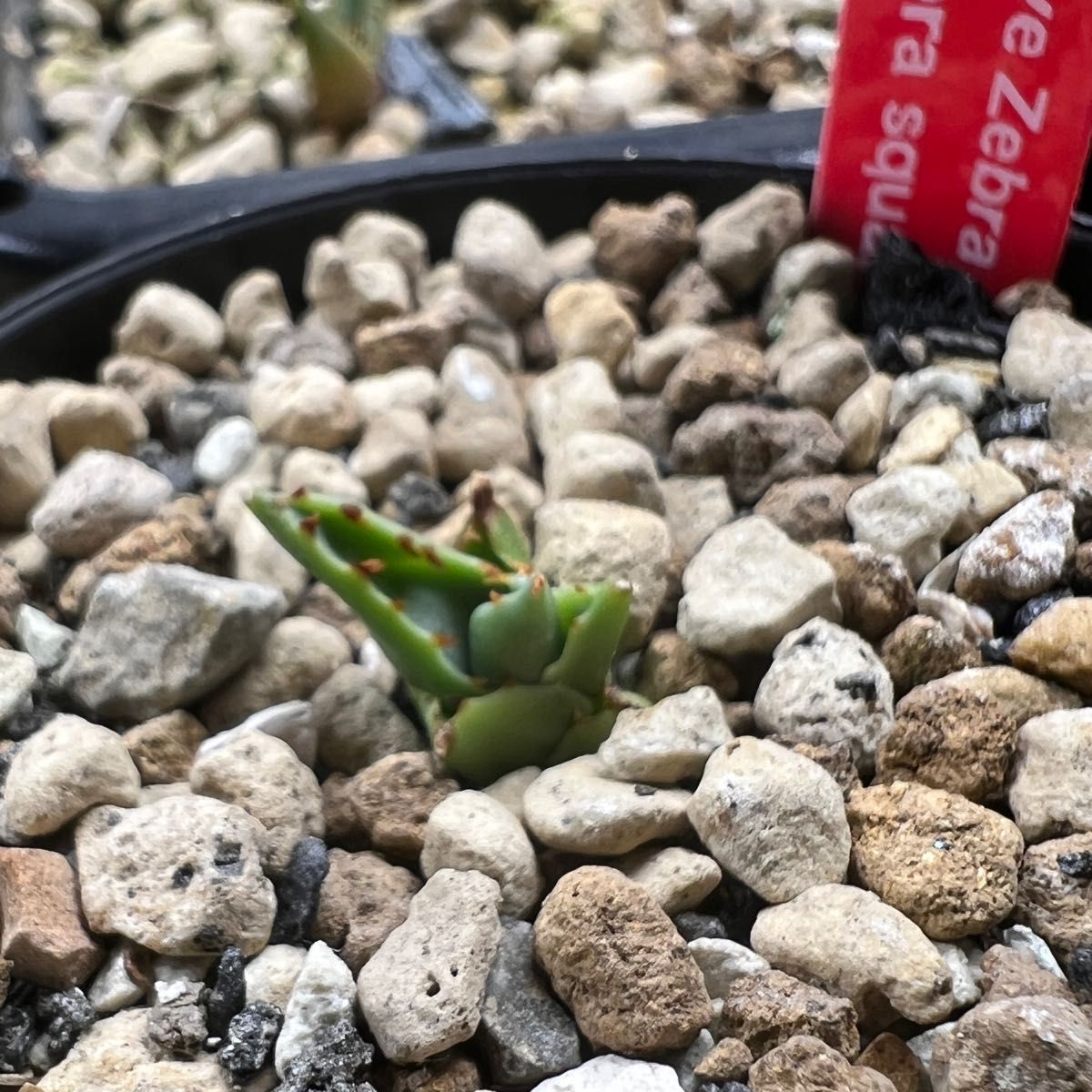 子株】アガベ ゼブラ スクエアトゥース agave zebra square 子株】アガベ ゼブラ スクエアトゥース agave zebra square