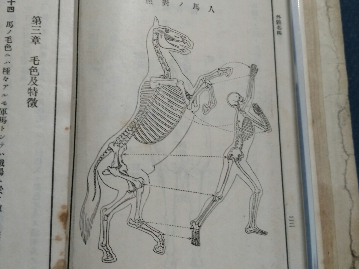 1934年 馬事提要 検索: 陸軍省 軍事 馬具 馬術 騎兵 武器 戦時 1934年 馬事提要 検索: 陸軍省 軍事 馬具 馬術 騎兵 武器 戦時