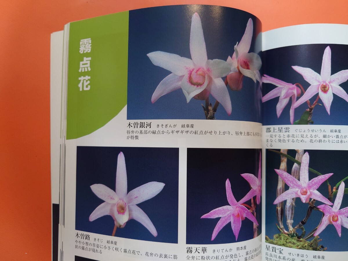 無料配達 石斛花尽くし 新企画出版 自然と野生ラン増刊 セッコク花尽くし 野草、植物