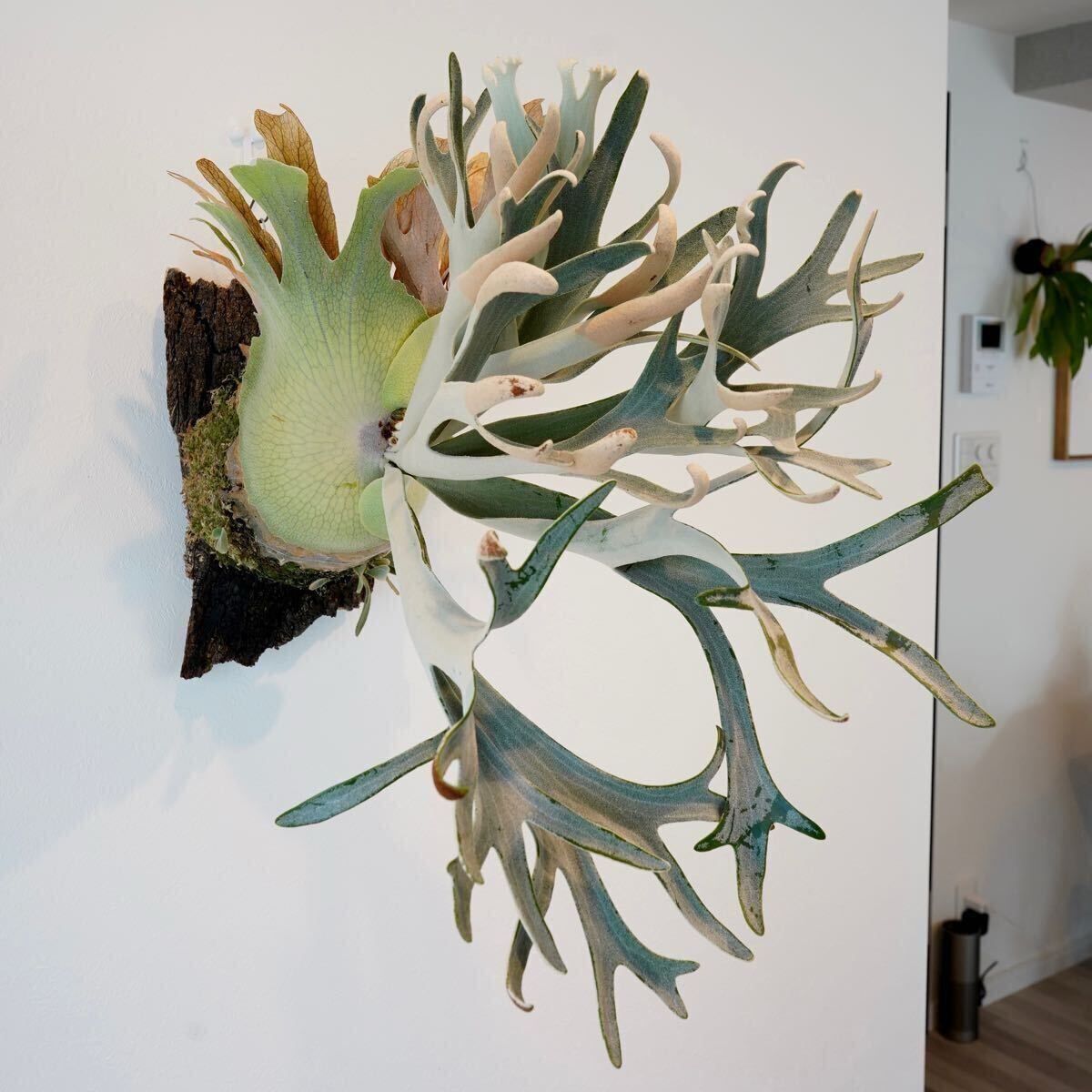 Bibian 比比昂- P. Hakuna Matata【kumaplants】PUP 大きめ Bibian 比比昂- P. Hakuna Matata【kumaplants】PUP 大きめ