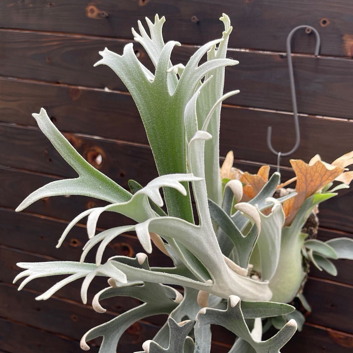 Bibian 比比昂- P. Hakuna Matata【kumaplants】PUP 大きめ Bibian 比比昂- P. Hakuna Matata【kumaplants】PUP 大きめ