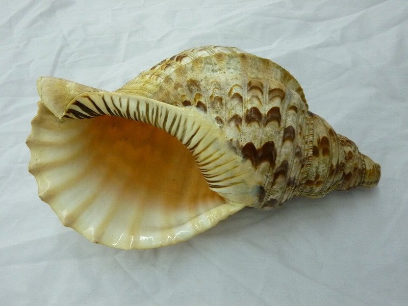 ★m☆☆法螺貝　全長約33cm　重さ約760ｇ　音出し可　吹き口無し・加工済み