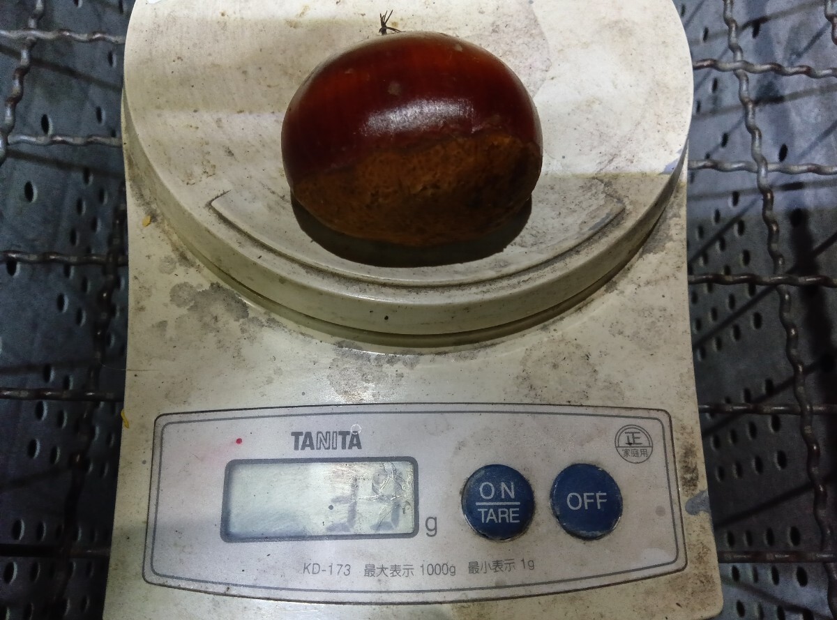 小布施産　生栗3L〜4L 1kg レターパック発送