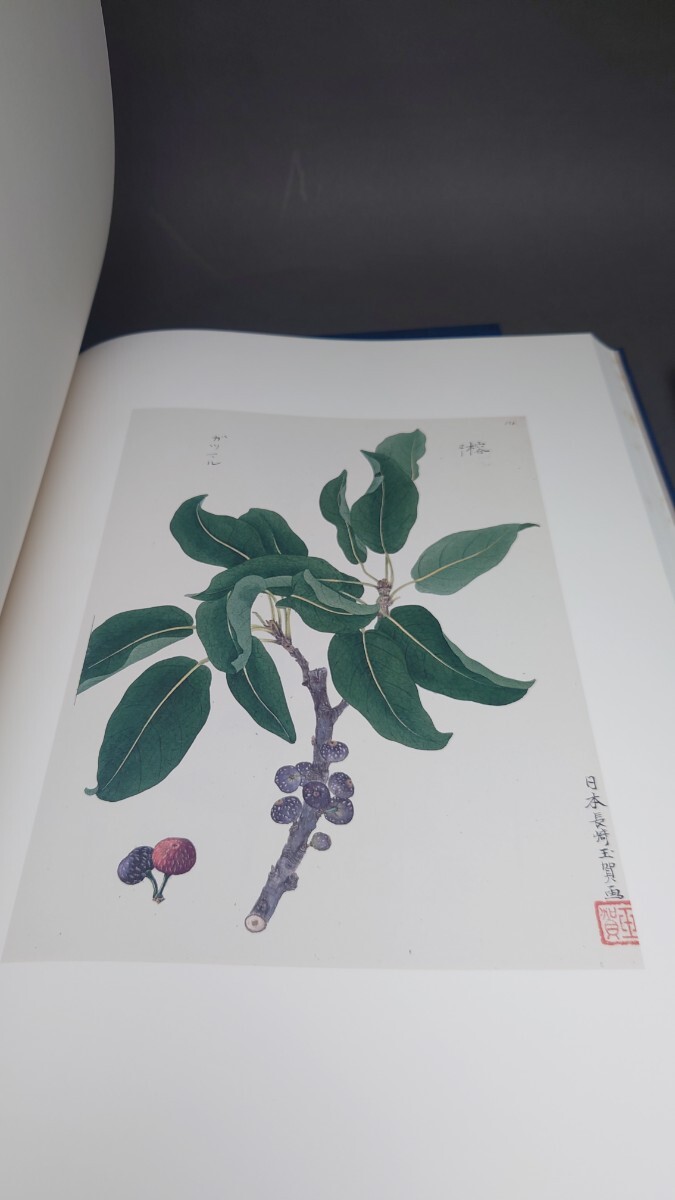 シーボルト旧蔵「日本植物図譜」コレクション 和文解説篇共 全4 シーボルト旧蔵「日本植物図譜」コレクション 和文解説篇共 全4
