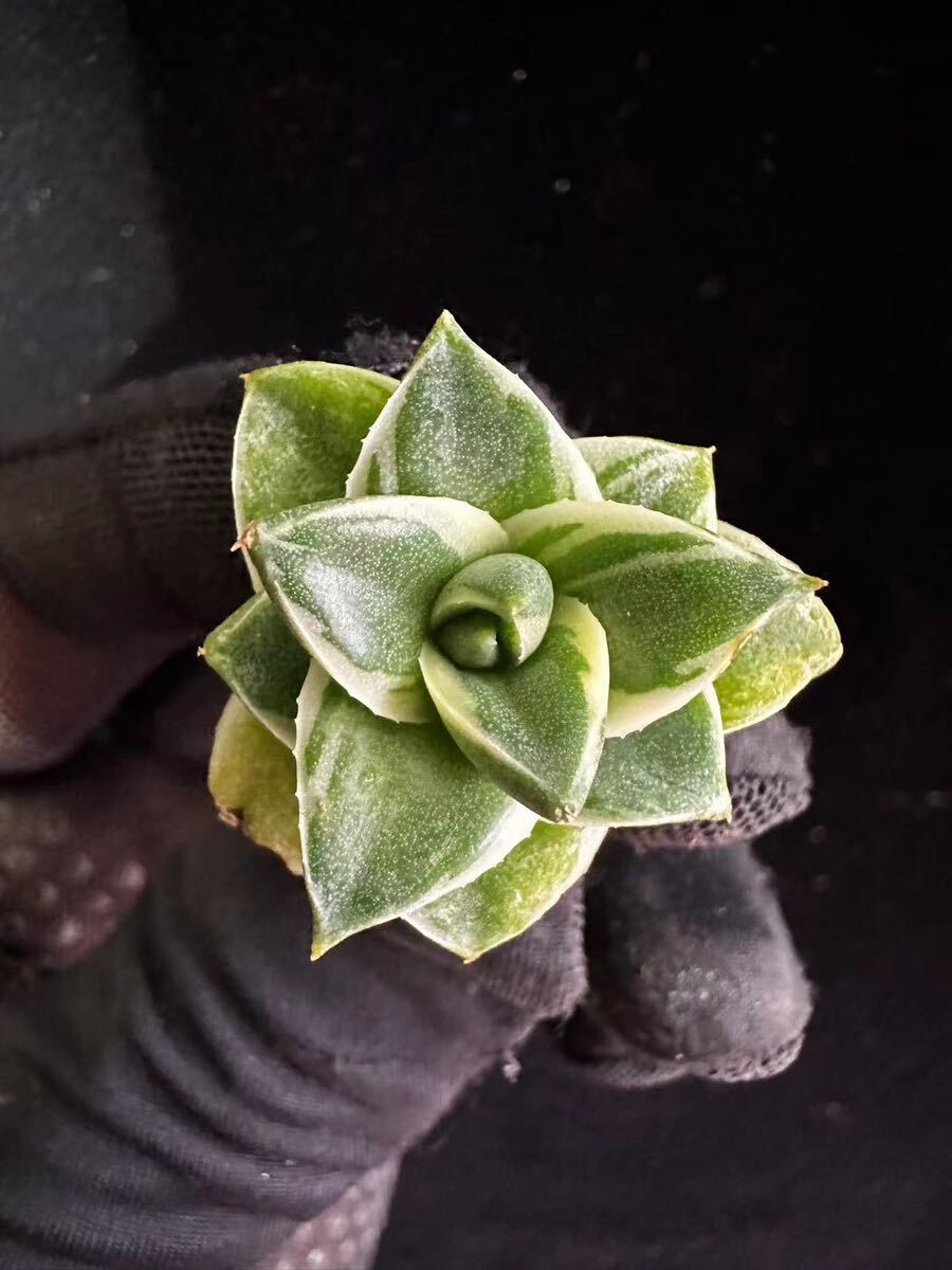アガベピンキー 王妃笹の雪A型白覆輪 Agave filifera (Pinky)1円 アガベピンキー 王妃笹の雪A型白覆輪 Agave filifera (Pinky)1円