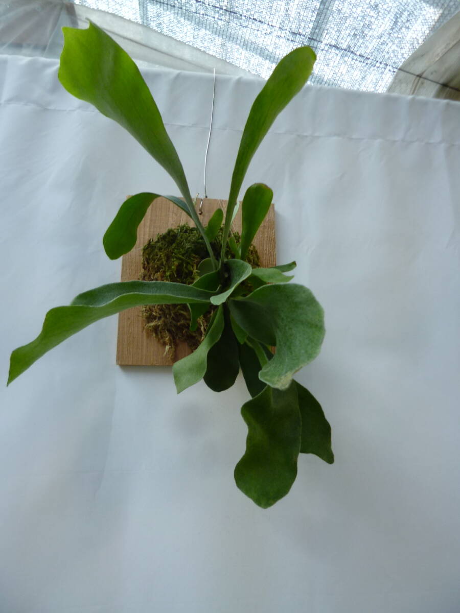 お買い得です！！！板付き　コウモリラン（ビカクシダ）ネザーランド！！！
