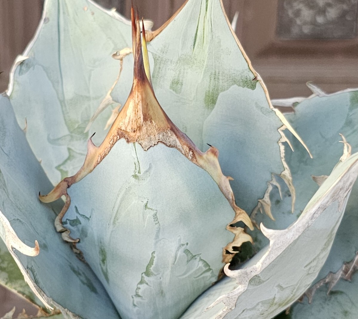 ジェレミー超選抜 チタノタ　 検（agave FO　076 チタノータ　アガベ　白鯨　吉祥天　パリー パープソラム　氷山 ピンキー　好きにも
