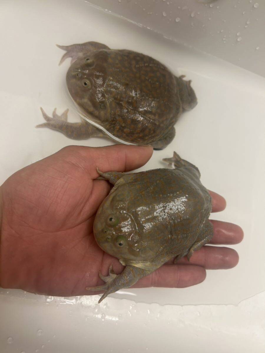 バジェットガエル♂♀ ※13日（日）発送