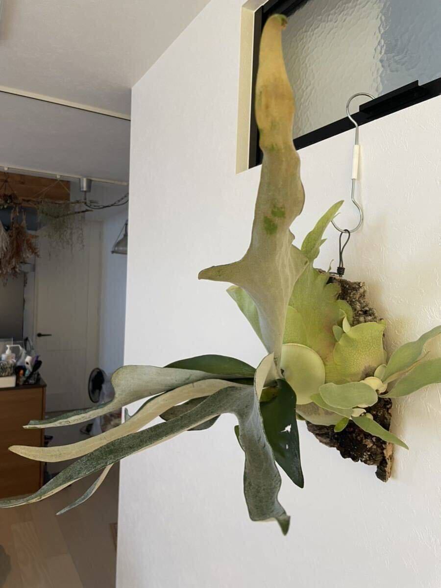 ビカクシダ　オモ（P.omo）OC親株 P.OMOの成長記録。胞子葉から目が離せない。