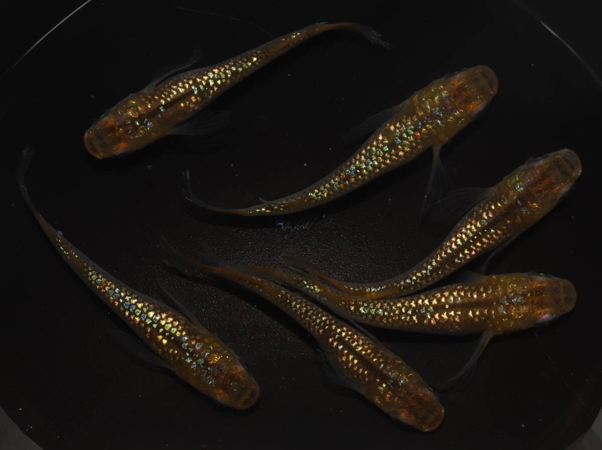 【メダカ屋hottomon・現物出品】松井ヒレ長琥珀ラメ　3ペア(若魚)　A159