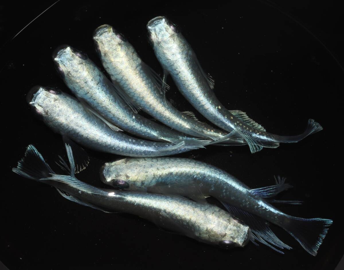 【メダカ屋hottomon・現物出品】バクシャイナー　3ペア(若魚)　A158