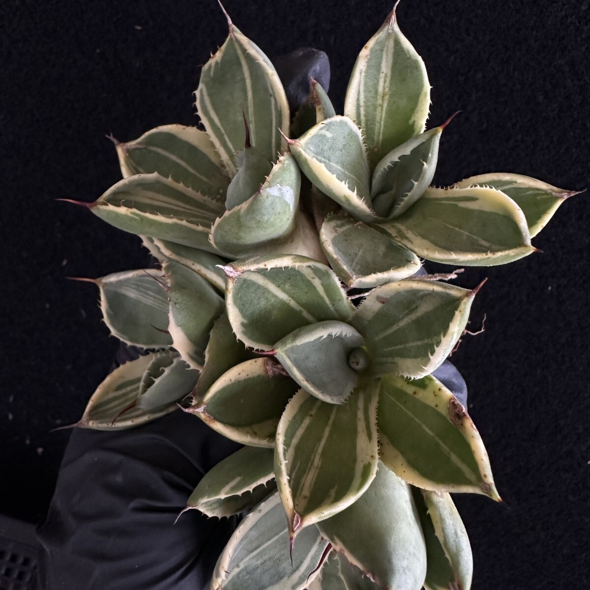 アガベ パリー トランカータ ライムストリーク|観葉植物 アガベ パリー トランカータ ライムストリーク|観葉植物