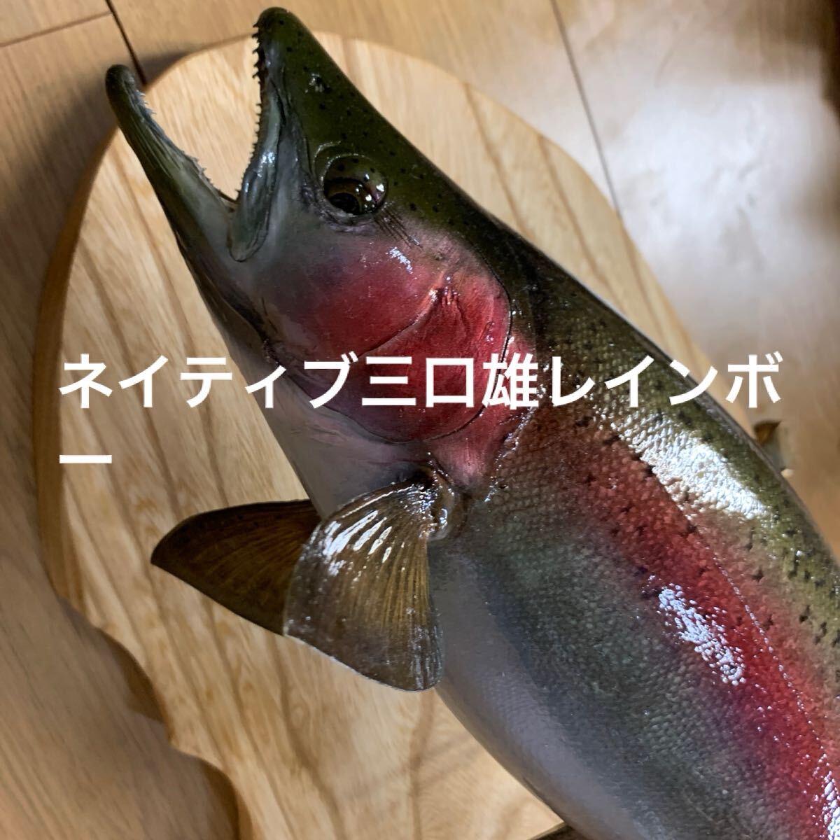 剥製　エフクラフト　北海道ネイティブレインボー三口雄48センチ