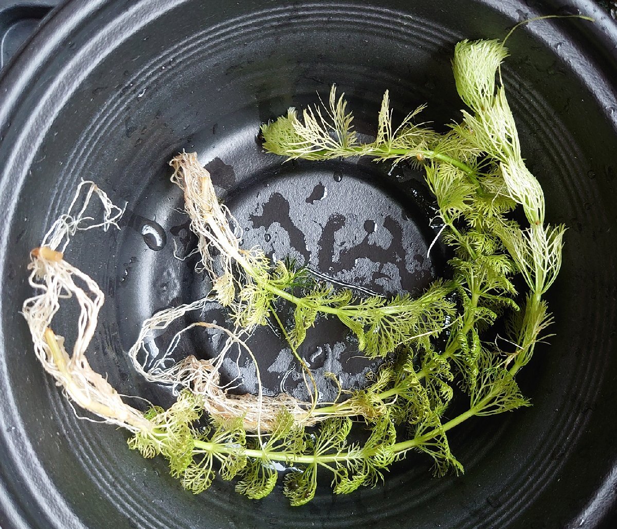 【送料出品者負担】コキクモ　3株　日本の希少水生植物　屋内栽培　水中葉