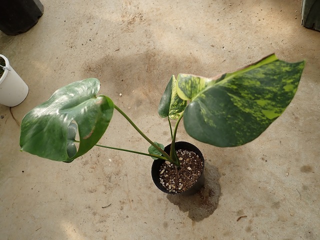 モンステラ　デリシオーサ　黄斑　実生(Monstera deliciosa Yellow variegata)