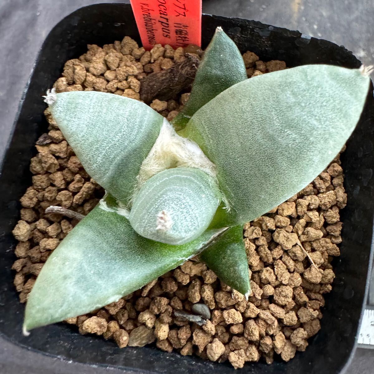 ★サボテン・多肉植物★808★アリオカルプス　青磁牡丹　実生　Ariocarpus　furfuraceus"brebituberosus" ★seedling