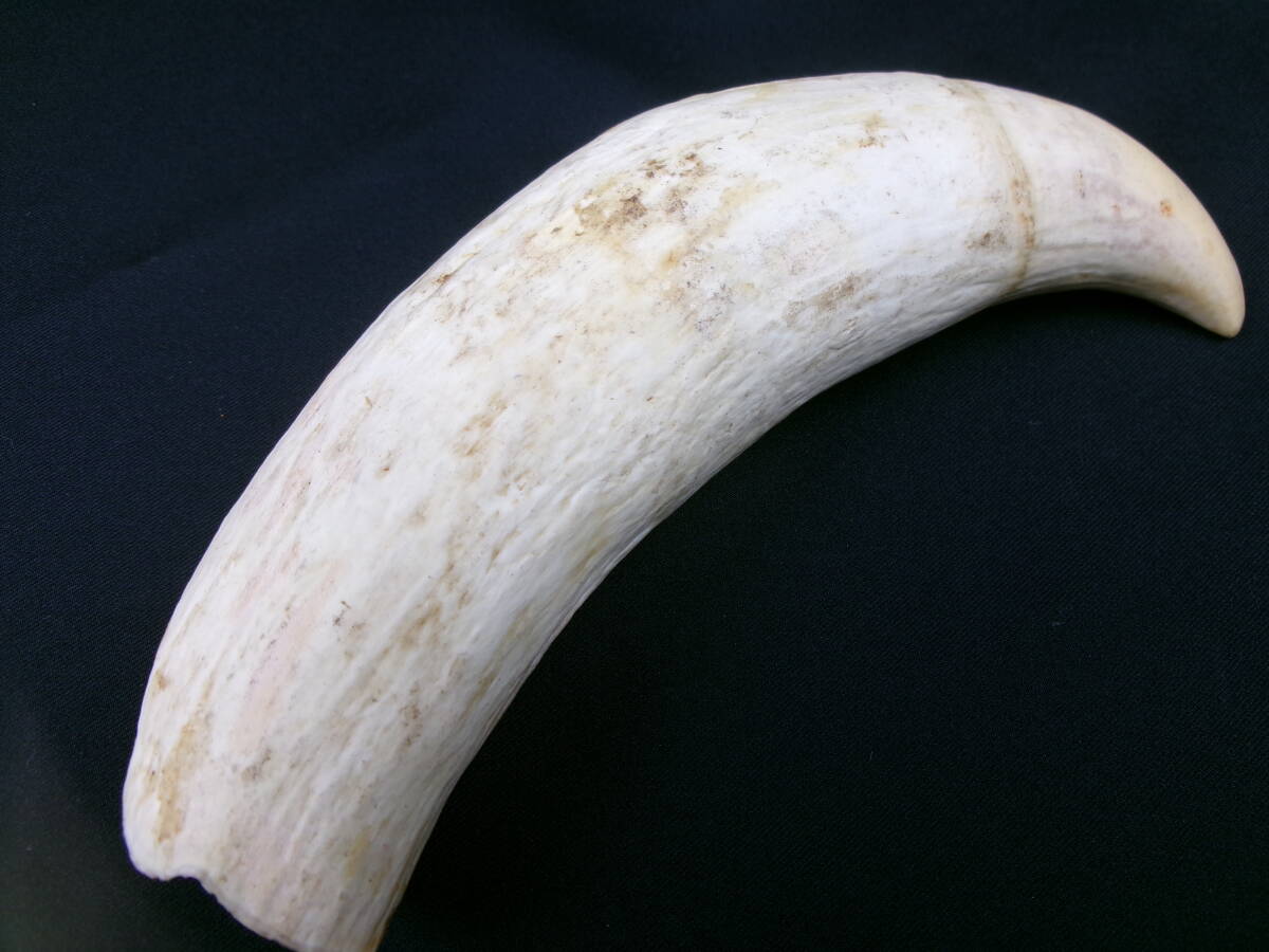 鯨歯2点 鯨歯 鯨歯2点 鯨歯2点 鯨歯2点 Dentaport ZX