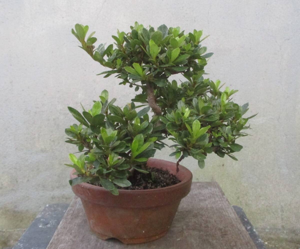 小品　さつき盆栽　　　◆鴇恵比須◆　　　鉢　　５号