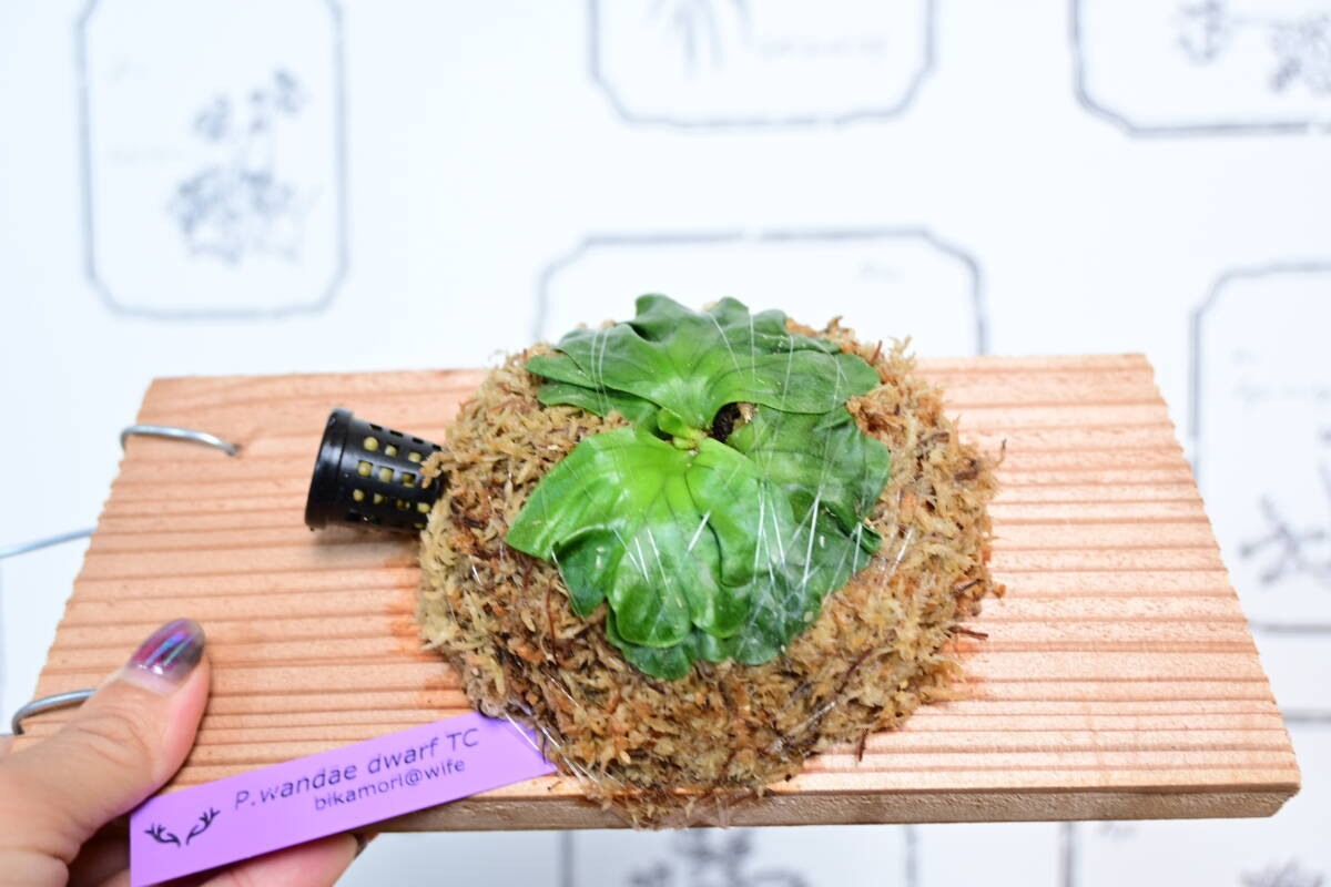 P.wandae dwarf TC④ @bikamori.com ワンダエドワーフ ビカクシダ