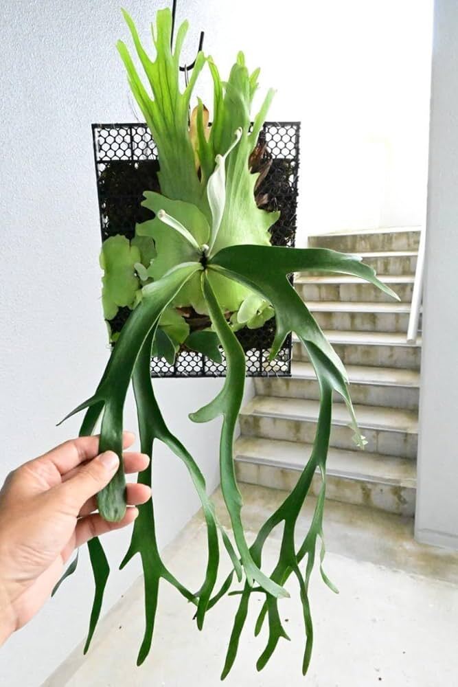 P.willinckii cv.baileyi OC( P.willinckii Dwarf ) ①　@ビカ森wife ウィリンキーベイレイ ビカクシダ