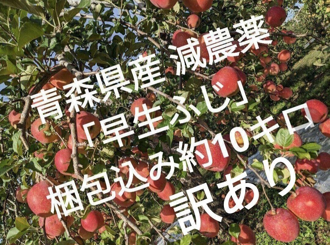 サンふじ 訳あり 10kg 減農薬 無化学肥料 青森県南部町産 りんご