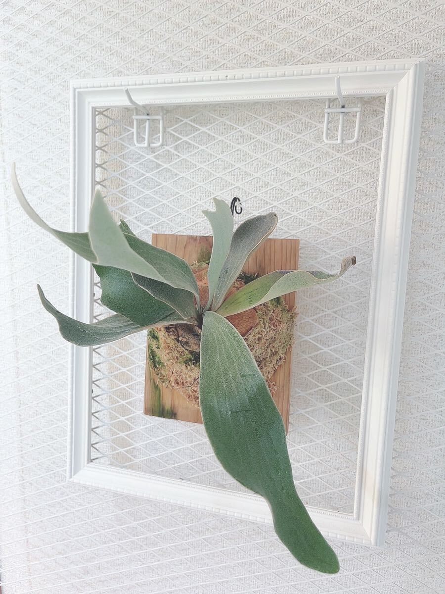 FSQ vp#2 De la Rocha 株分品 Yahoo!オークション - P. 'FSQ' vp#2 De La Rocha デラロチャの子株