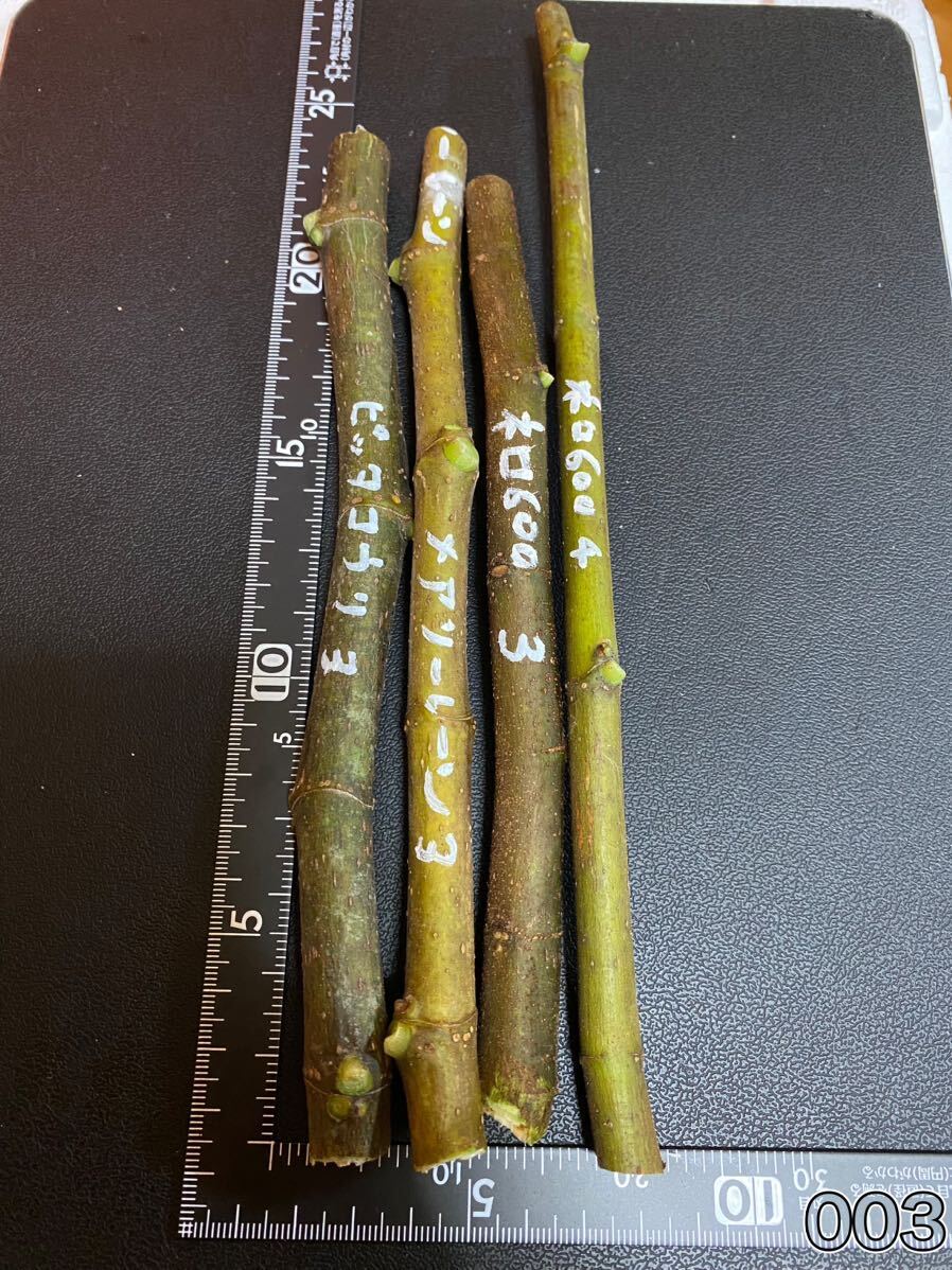 イチジク　穂木　003