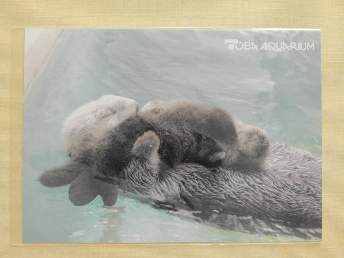 Bibian 比比昂- ☆鳥羽水族館ラッコクリアホルダーメモパッド Bibian 比比昂- ☆鳥羽水族館ラッコクリアホルダーメモパッド