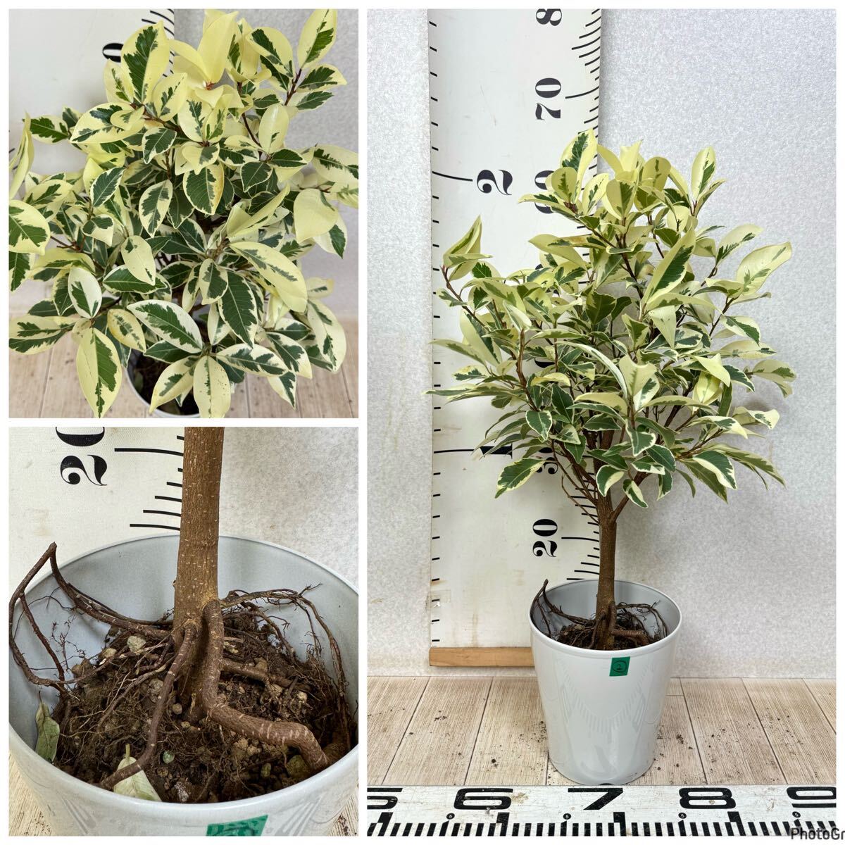 2.斑入りガジュマル 5号 4本セット 現品 送料無料】|Yahoo 2.斑入りガジュマル 5号 4本セット 現品 送料無料】|Yahoo