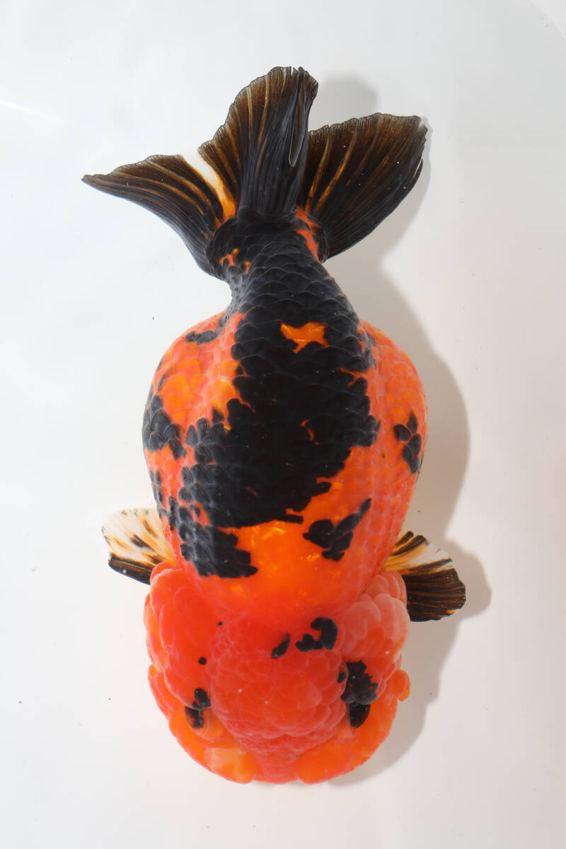  red . Bunshun goldfish 15.5cm [ goldfish large ground ] animation equipped Edo . golgfish including in a package possible China production goldfish 