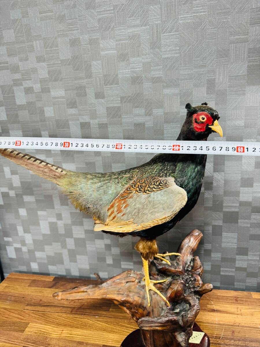 雉 キジ 剥製 置き物 飾り物 昭和レトロ 鳥 軽量 室内|Yahoo 雉 キジ 剥製 置き物 飾り物 昭和レトロ 鳥 軽量 室内|Yahoo