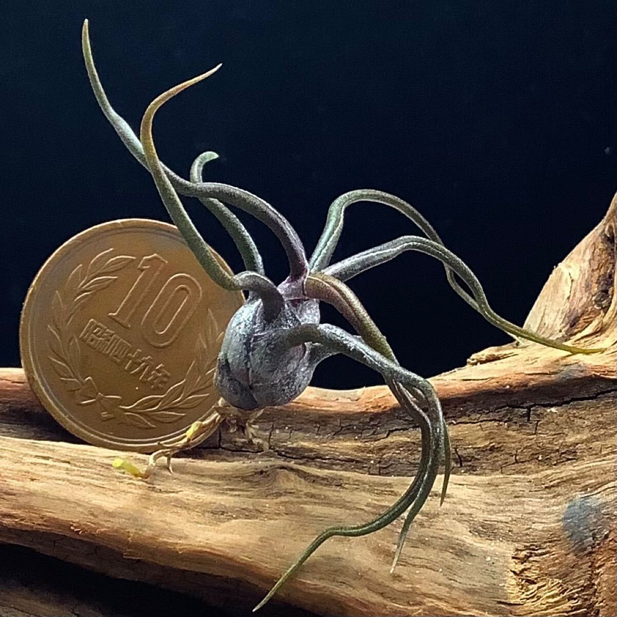 正規品販売！ Yahoo!オークション ティランジア bulbosa '紫炎' Tillandsia - ブロメリア・エアープランツ