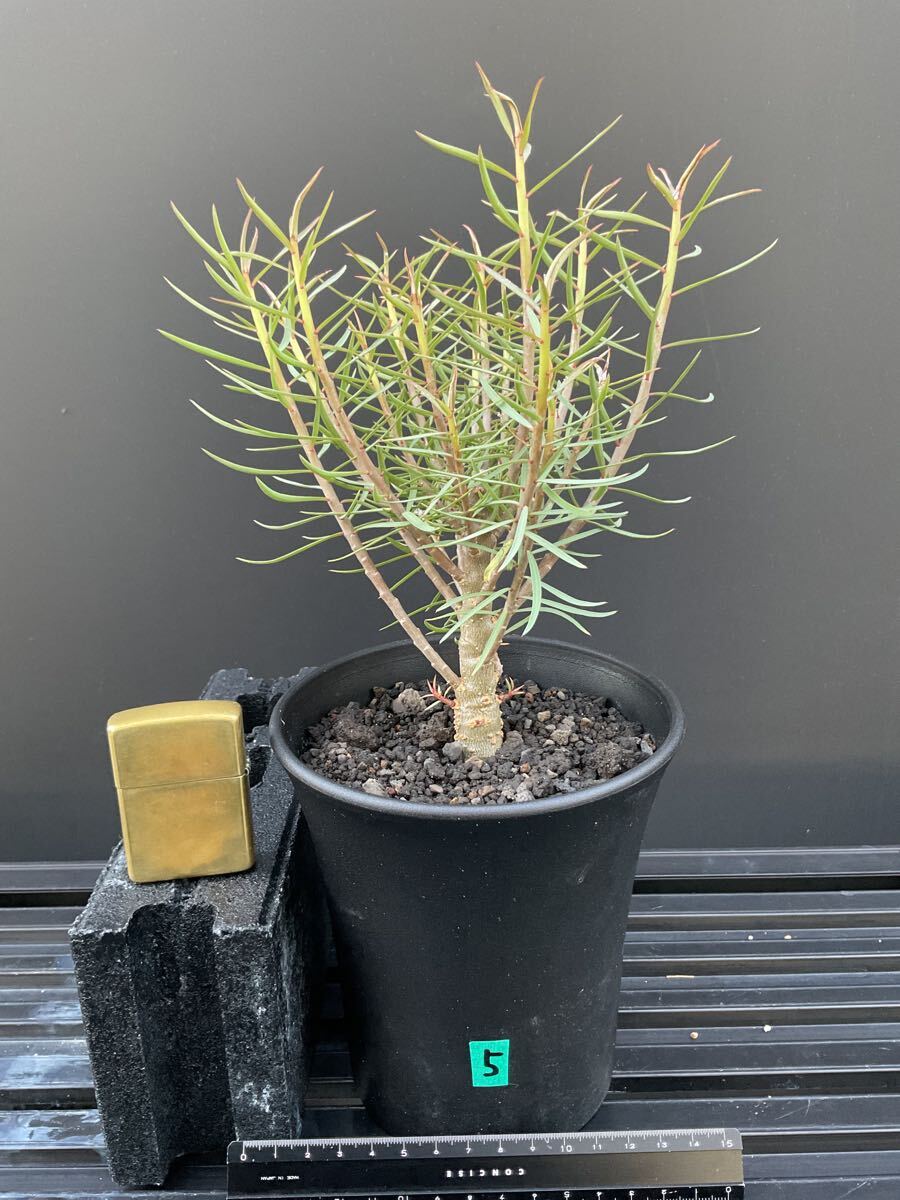 Euphorbia balsamifera ユーフォルビア バルサミフェラ 実生　⑤ 塊根植物　カナリア諸島
