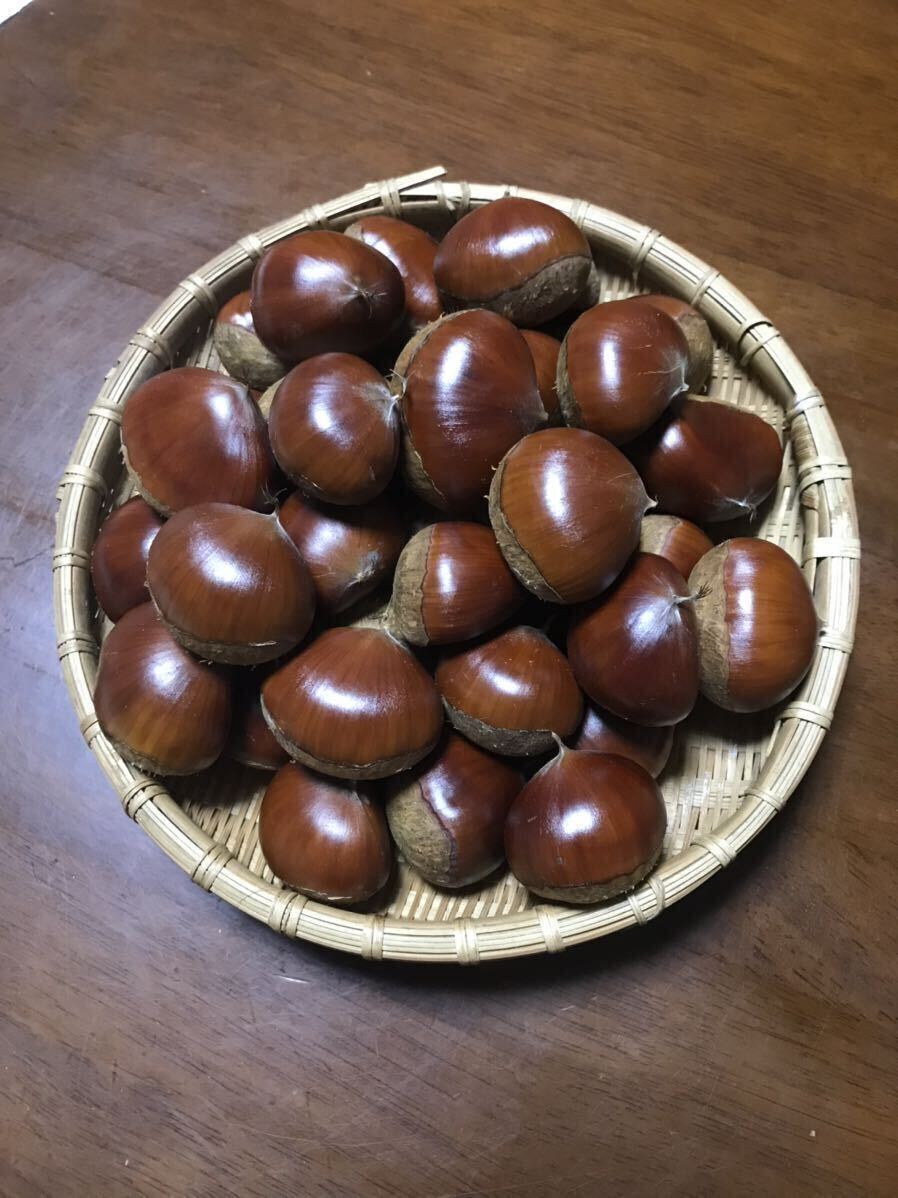 丹波栗　特大粒 1kg ¥2500- 送料無料