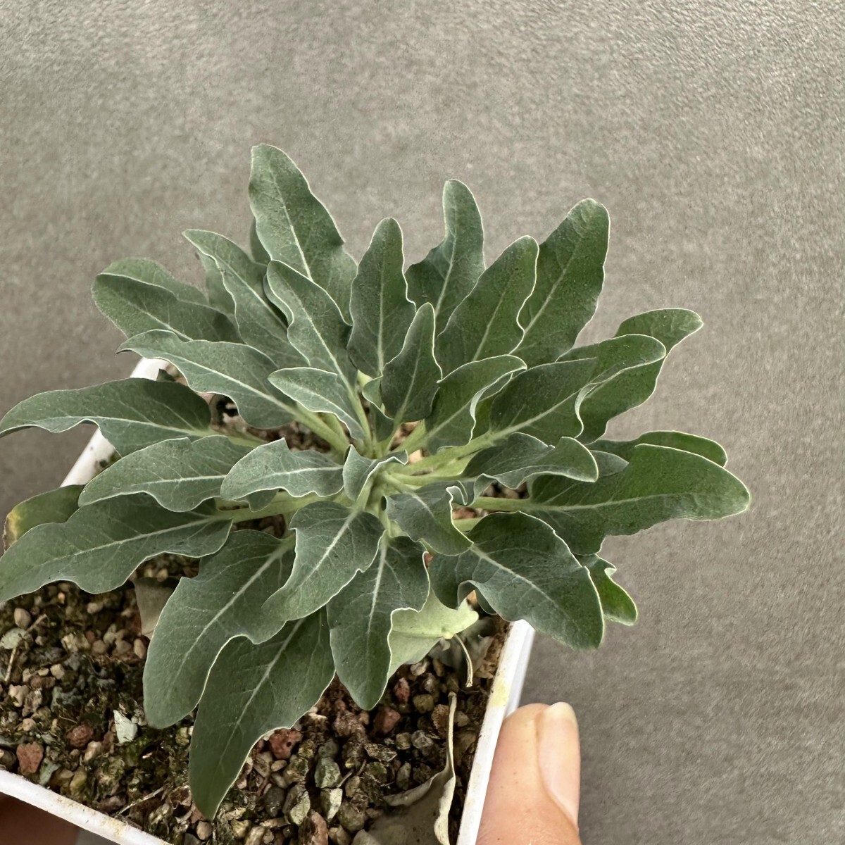 AX98 「実生」ユーフォルビア グロブリカウリス/Euphorbia globulicaulis 厳選株 塊根植物