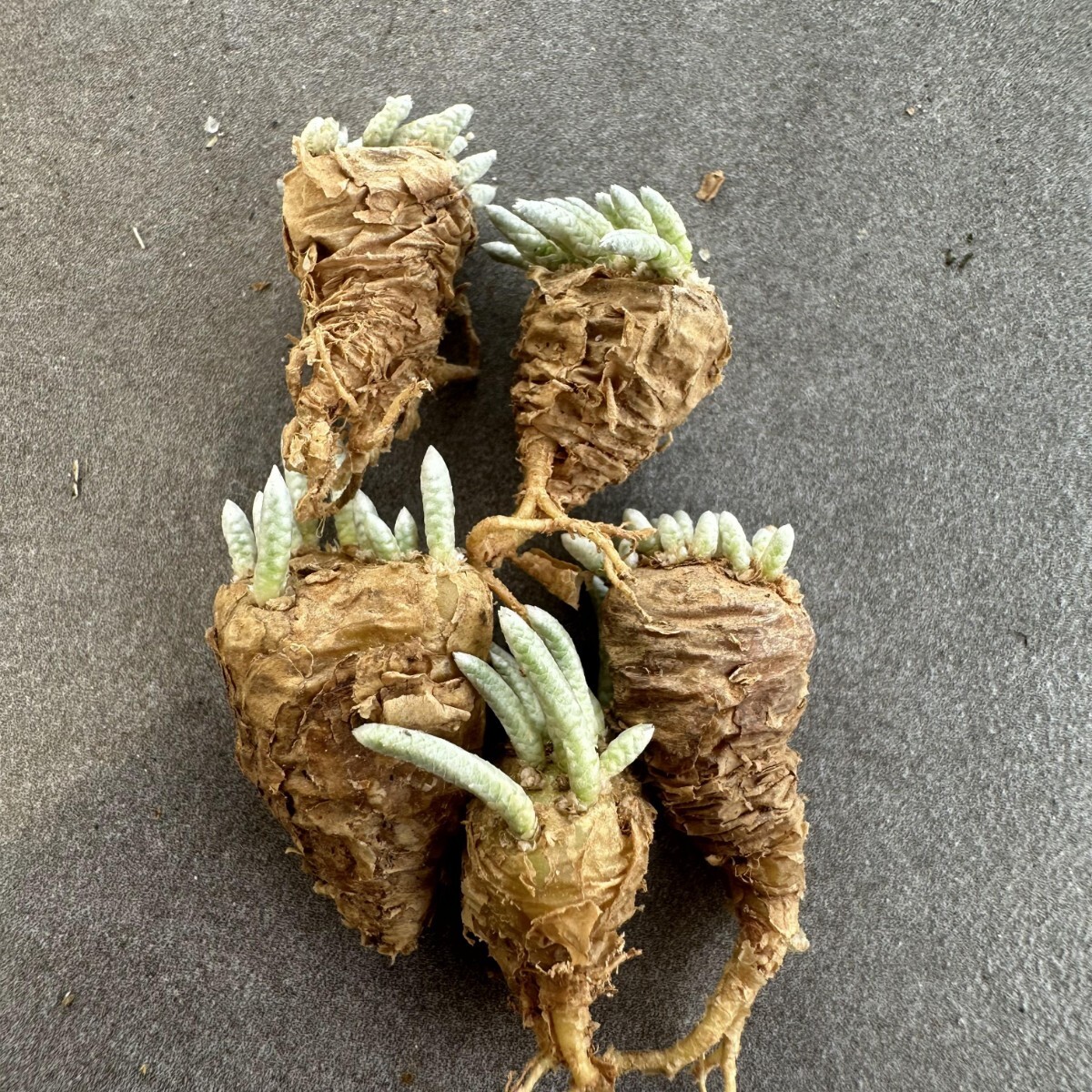 XX3 quinaria ssp. alstonii うつぼ錦（赤花） 実生苗　【多肉植物　Avonia　アボニア】5株同梱