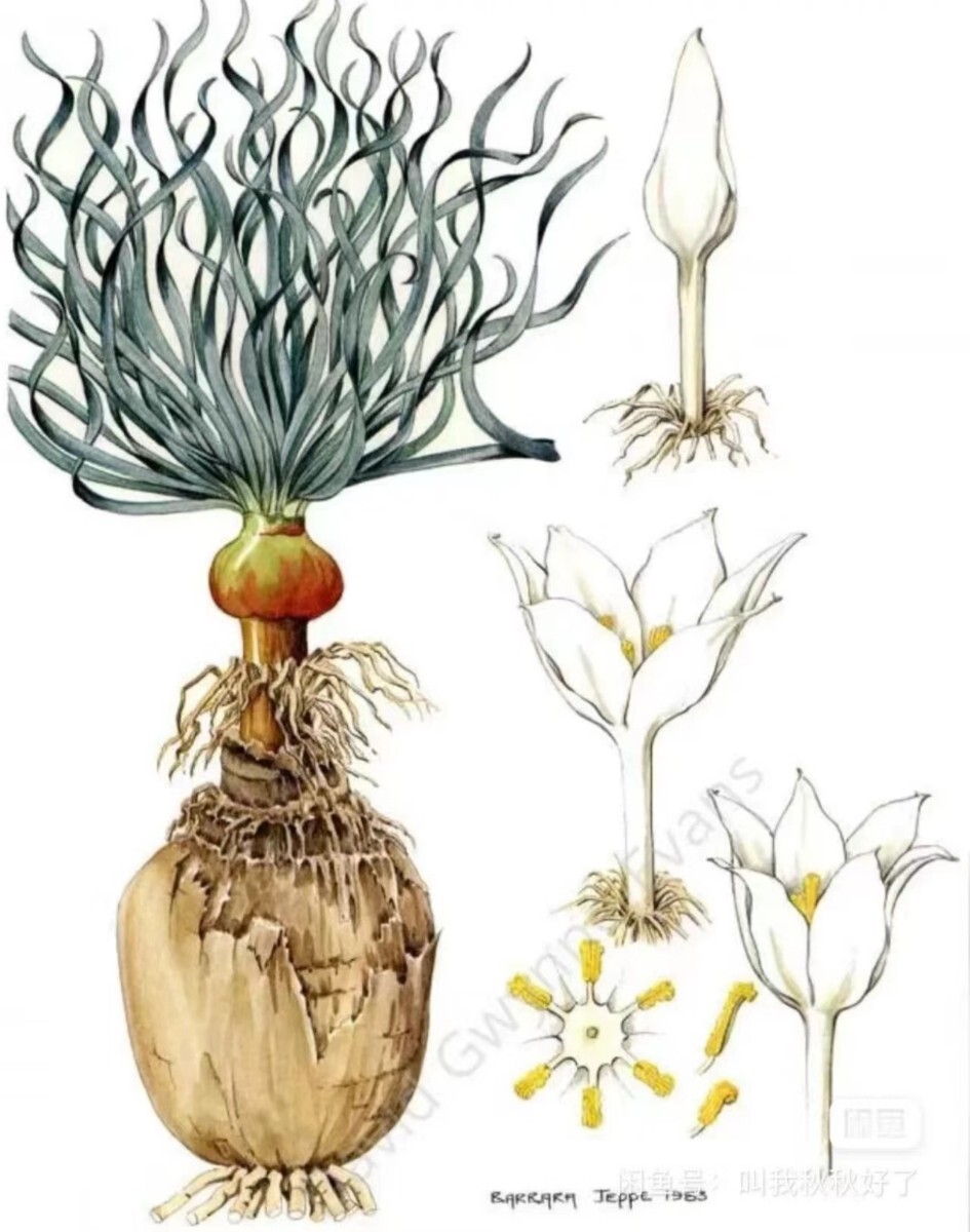 AU69 貴重植物 現地株 Gethyllis namaquensis 超希少