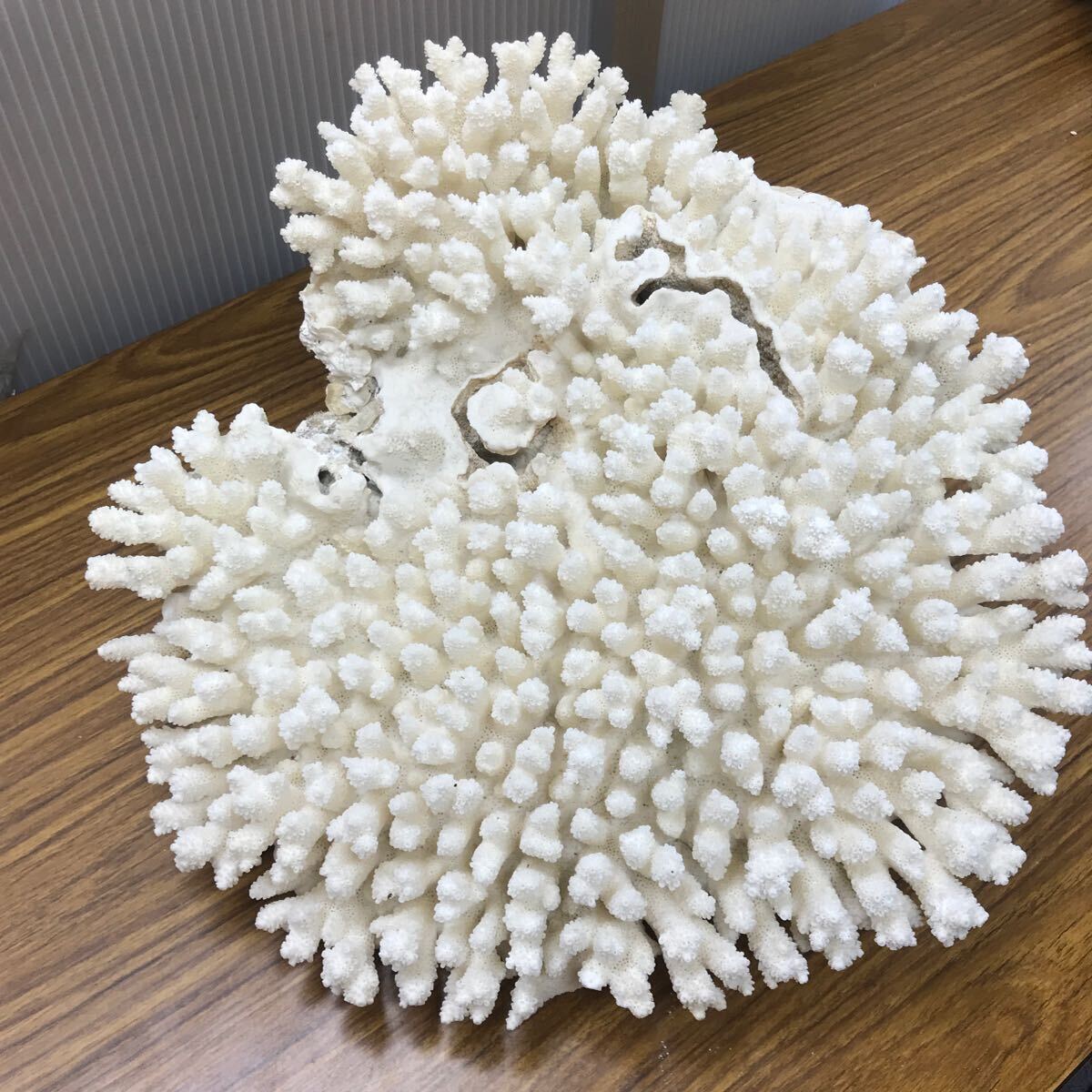 Yahoo!オークション - N140 飾り石 天然石 珊瑚 置物 サンゴ Yahoo!オークション - N140 飾り石 天然石 珊瑚 置物 サンゴ