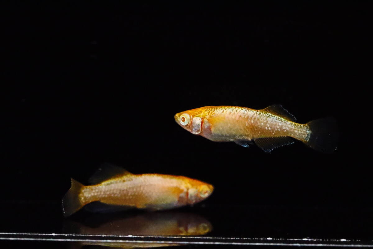 丸長メダカ G28【 NEW！　橙（とう）アルビノ　西郷めだか様直系　種親クラス　若魚 】4匹！ メス 2匹、オス 2匹！ めだか 現物出品！