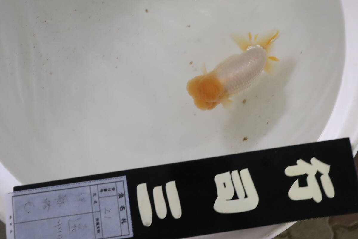 丸長 C4　2024.10.6 超メジャー大会！ 中部本大会 錦友会【 親魚の部 行司三　静岡県 菊川市　伊藤勝巳氏！】18.5㎝　オス！　
