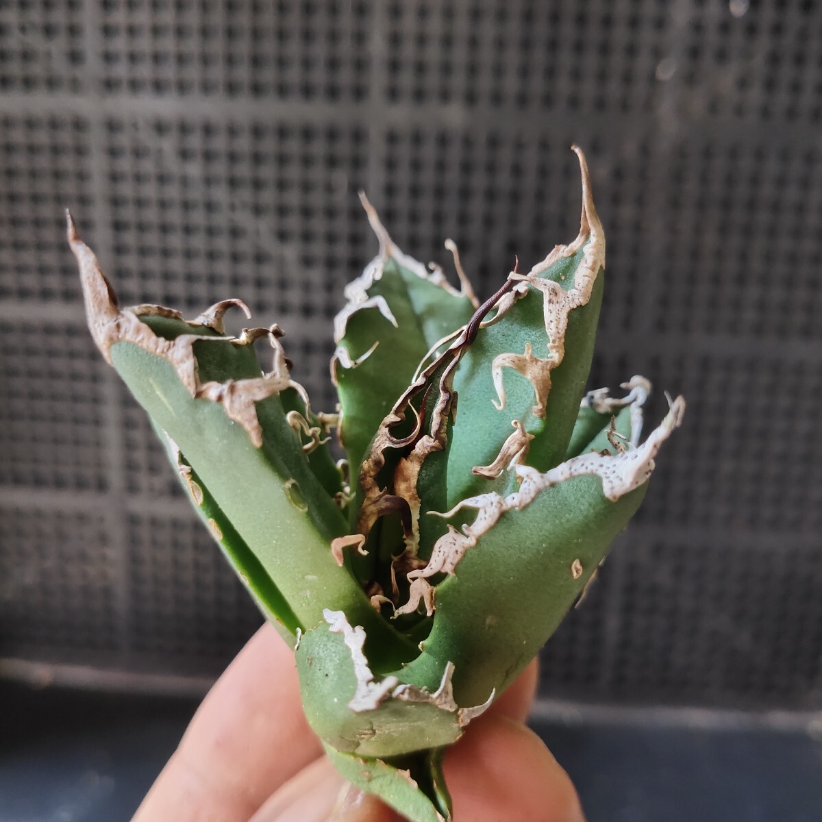 アガベ ハイブリッド 妖炎 x シーザー 強棘 コレクション株　サイズ良好 アガベ ハイブリッド 妖炎 x シーザー 強棘 コレクション株