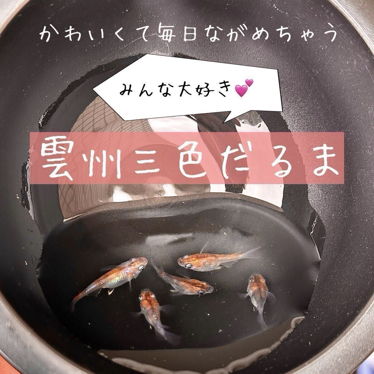 雲州三色　ダルマ　発眼有精卵　５０個＋α 木曜日
